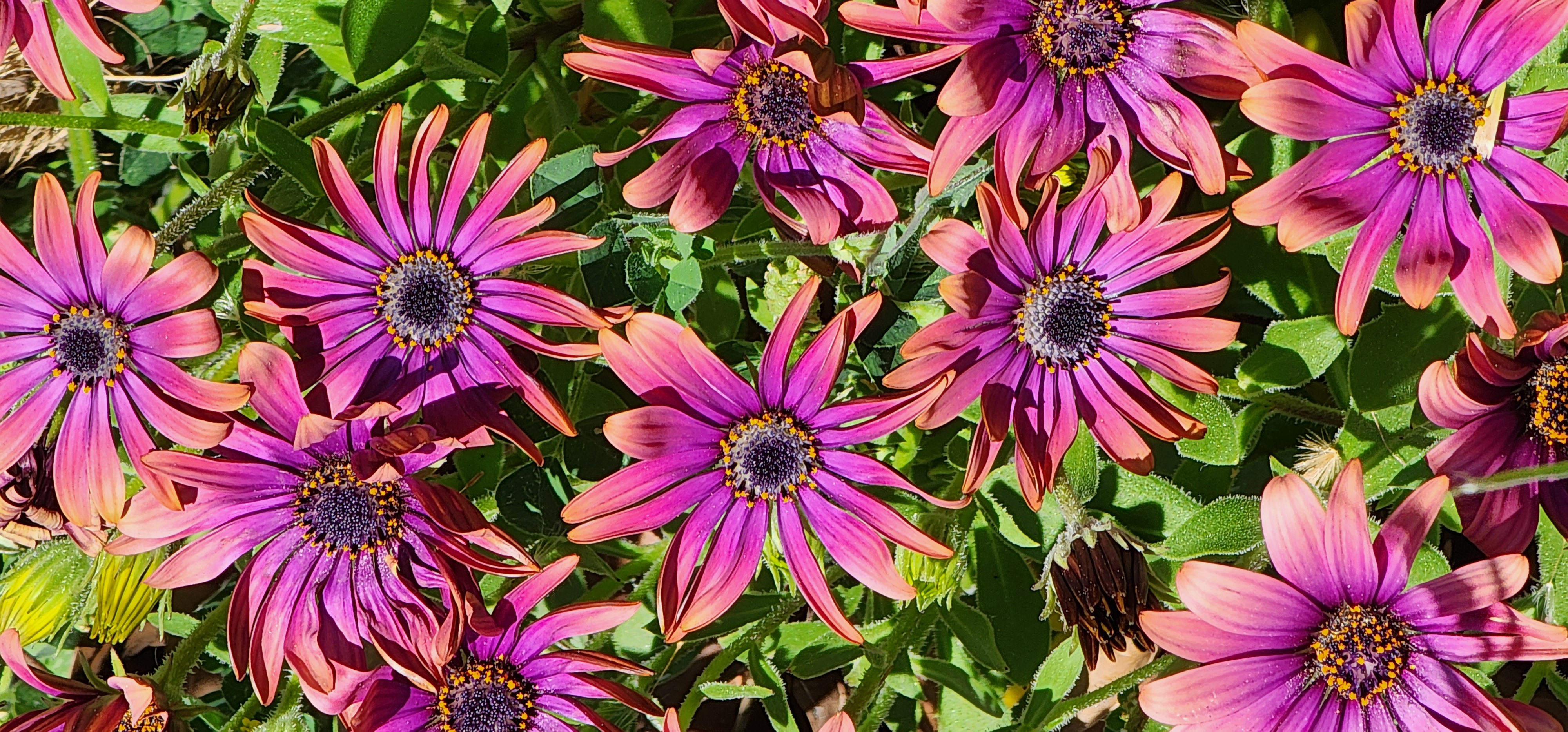 Bloom at my house 03